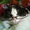 Hpcat