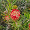 Hugo_Pretorius