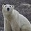 Polar_Bear