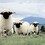 WeirdSheep